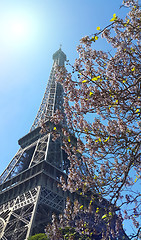 Image showing Eiffel Tower on blue sky sunny background with beautiful bloomin