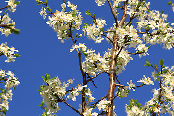 Image showing Branch of a spring tree with beautiful white flowers