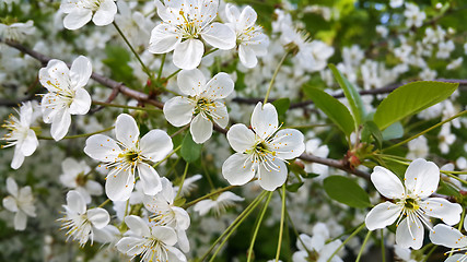 Image showing Beautiful branch of spring blooming tree