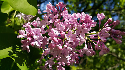 Image showing Beautiful blossoming lilac flowers