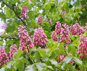 Image showing Branches of the red blooming horse-chestnuts