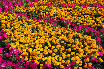 Image showing Beautiful Marigolds (Tagetes) and pink Petunia flowers