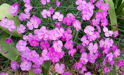 Image showing Beautiful pink flowers of carnation