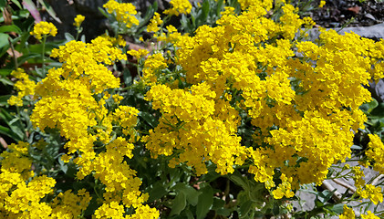 Image showing Beautiful yellow flowers 