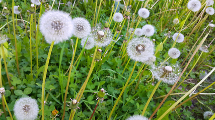 Image showing Beautiful white dandelions