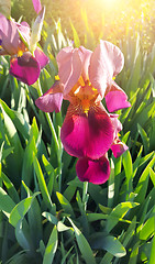 Image showing Beautiful iris flower in sunlight