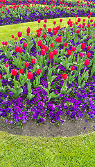 Image showing Green lawn with beautiful tulips and violets