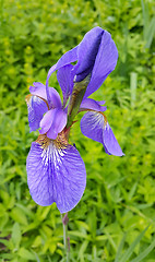 Image showing Beautiful iris flower