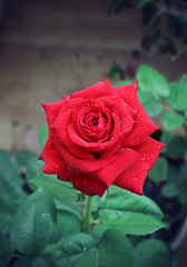 Image showing Beautiful red rose