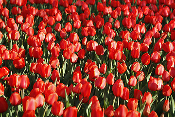 Image showing Beautiful red tulips