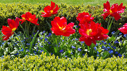 Image showing Beautiful Tulips and Forget Me Not flowers