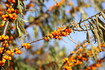 Image showing Branches of sea buckthorn