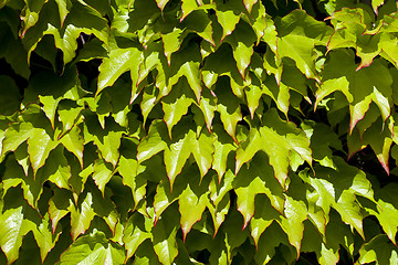 Image showing Green leaves pattern background. Natural background.