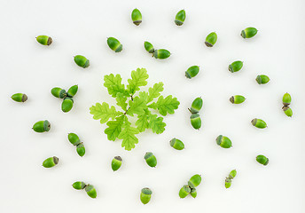Image showing Green oak leaves and acorns on white background
