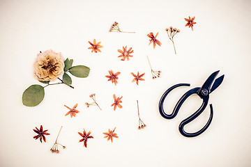 Image showing Black scissors and dried flowers on light canvas