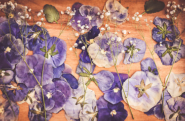 Image showing Dried pansies and gypsophila on wooden background