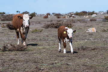 Image showing Cow and her calf on the go in a great plain grassland