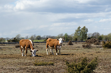 Image showing Grazing cattle in a dry grassland