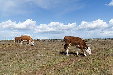 Image showing Herd with grazing cattle at a great plain grassland