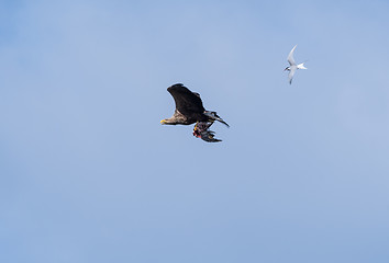 Image showing Flying White Tailed Eagle with catch against blue sky