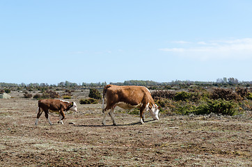 Image showing Grazing cow and calf at a dry great plain grassland