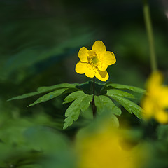 Image showing Sunlit beautiful blossom yellow windflower