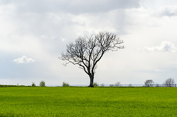 Image showing Lone leafless big tree in a green corn field