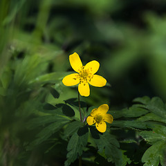 Image showing Beautiful blossom yellow wood anemone closeup