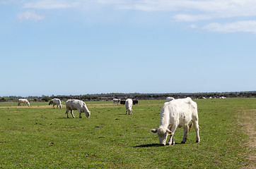 Image showing Grazing white cattle in a green plain landscape
