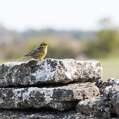 Image showing Male Yellowhammer bird sitting in a natural habitat