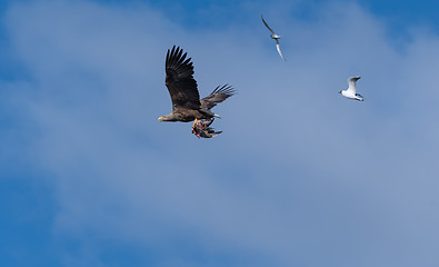 Image showing White Tailed Eagle flying with catch and followed by other birds