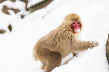 Image showing japanese macaque or monkey searching food in snow