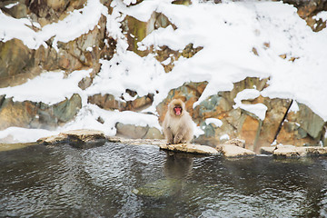 Image showing japanese macaque or snow monkey in hot spring