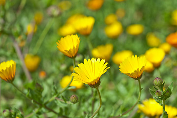 Image showing Green field with yellow spring flowers. 