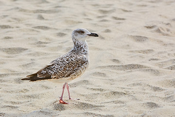 Image showing Seagull on Sand