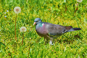 Image showing Common Wood Pigeon