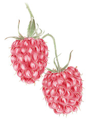 Image showing Red raspberry (Rubus idaeus) two mature fruits botanical drawing