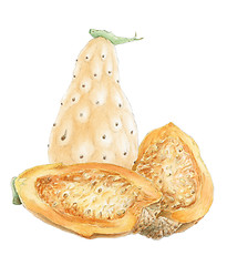 Image showing Indian fig opuntia (Opuntia ficus-indica) mature fruits drawing 