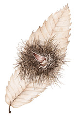 Image showing Sweet chestnut (Castanea sativa) opened mature fruit with seed o