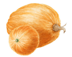 Image showing Two pumpkins (Cucurbita pepo) drawing over white background