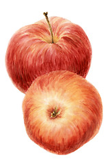 Image showing Two red apple fruits (Malus domestica) over white background