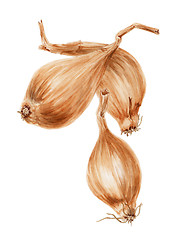 Image showing The onion (Allium cepa) small bulbs botanical drawing over white