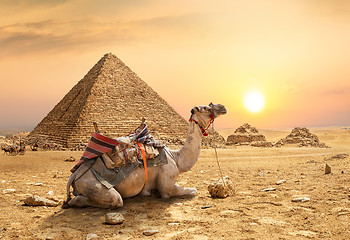 Image showing Camel in sandy desert