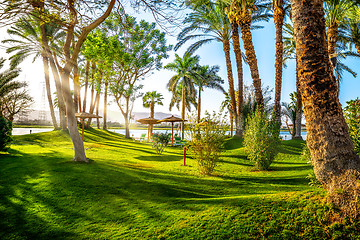 Image showing Palm tree in park