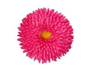 Image showing Pink flower on white