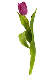 Image showing Purple tulip on white