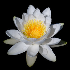 Image showing Waterlilly on black