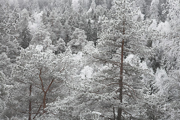 Image showing Snow covered forest