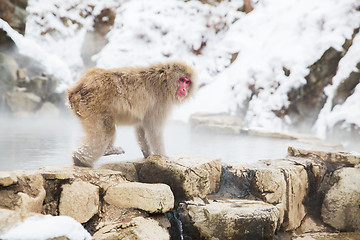 Image showing japanese macaque or snow monkey at hot spring