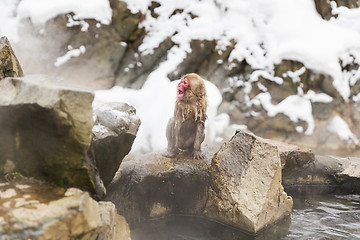 Image showing japanese macaque or snow monkey in hot spring